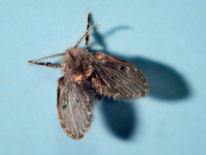 Drain Fly