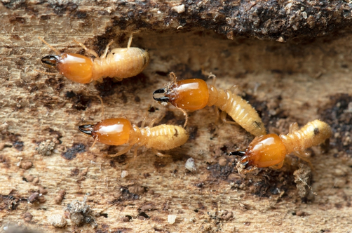 Eco Guard Pest Control Brisbane For Termite Control