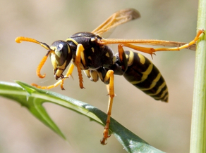 European wasp
