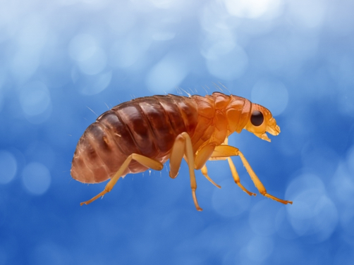 Fleas Treatment In Brisbane Fleas Treatment In Brisbane