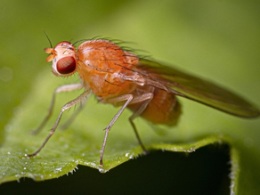 Fruit Fly