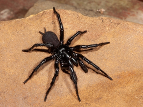 Funnel Web Spider