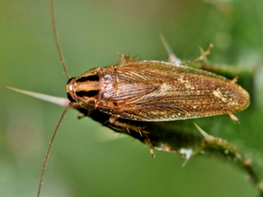 German Cockroach