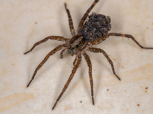 Health Issues Caused By Spiders Health Issues Caused By Spiders