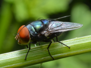 House Fly