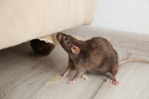 House Mice