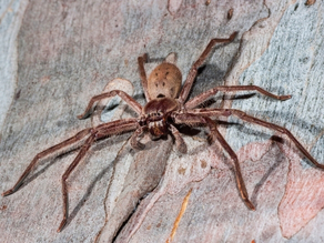 Huntsman spider