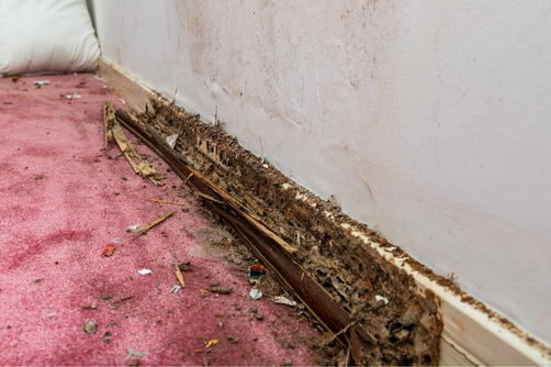 Installations Of Reticulation Systems For Termite Treatment