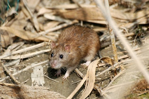 Norway rat