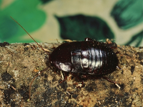 Oriental Cockroach