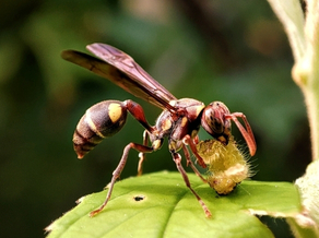 Paper wasps