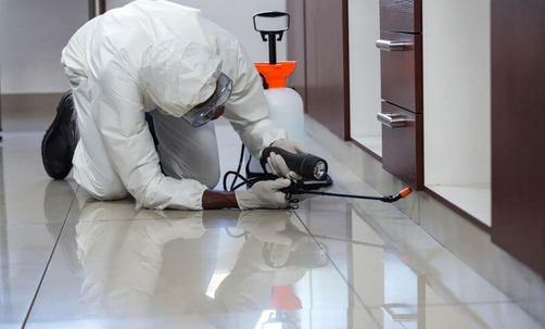 Quick Commercial Pest Management Services Brisbane