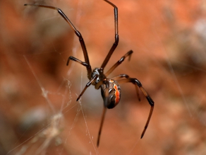 Redback Spider