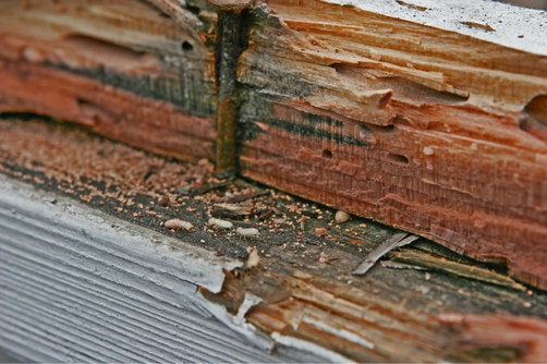 Reticulation Systems For Termite Treatment Work
