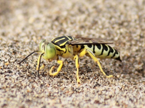 Sand wasp
