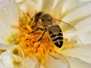 Semi-Social Bees