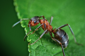 Singapore Ant