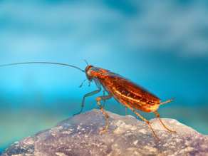 Smoky Brown Cockroach