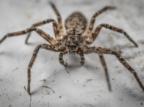 Spider Treatment Brisbane Spider Treatment Brisbane