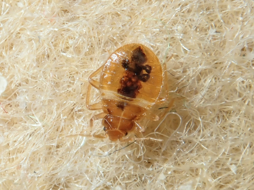 Spot The Signs Of Bed Bugs Infestation Brisbane Spot The Signs Of Bed Bugs Infestation Brisbane