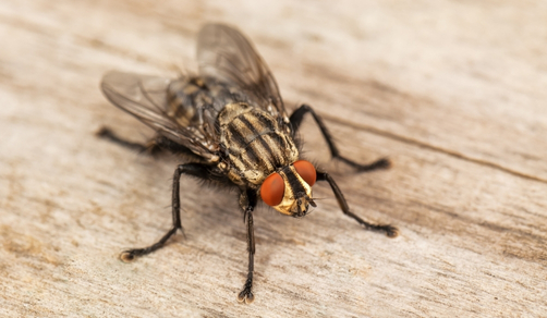 TAFE And APCA-Certified Technicians For Residential Pest Management Brisbane