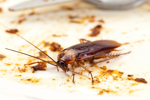 The Complete Residential Pest Treatment Plan