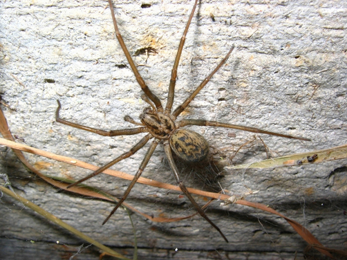 What Are Residential Pest Management Services Brisbane