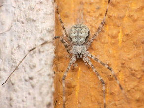 White-Tailed Spider