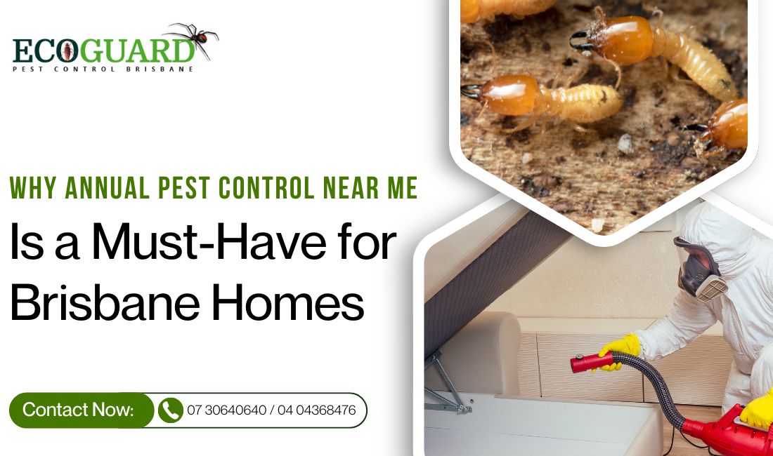 Why Annual Pest Control Near Me Is a Must-Have for Brisbane Homes