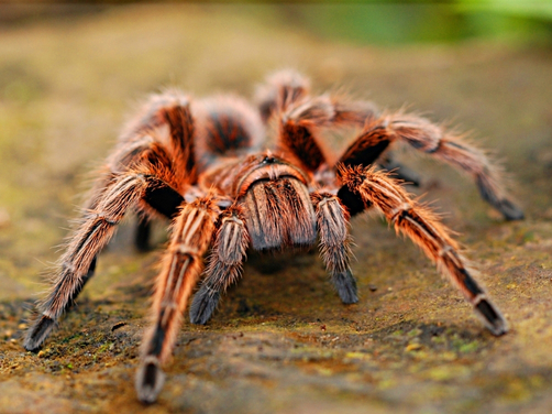 Why Choose Eco Guard Pest Control Why Choose Eco Guard Pest Control