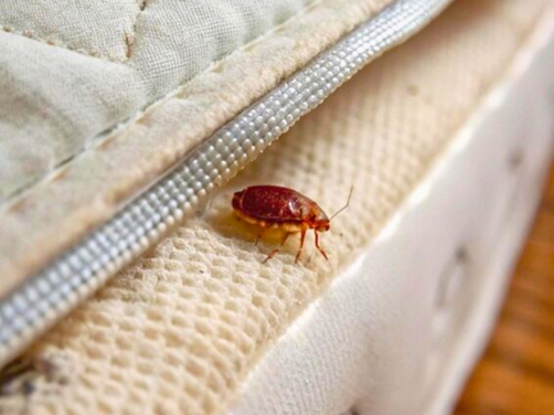 Why Choose Eco Guard Pest Control Why Choose Eco Guard Pest Control