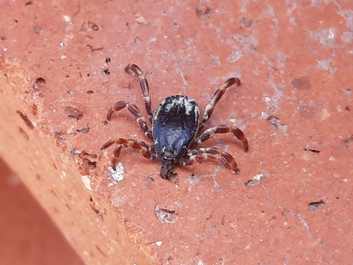 Why Choose Us For Bird Mites Control