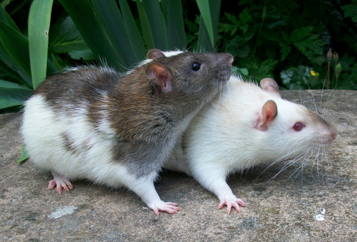 Why Eco Guard As Your First Choice for Rat removal in Brisbane Why Eco Guard As Your First Choice for Rat removal in Brisbane
