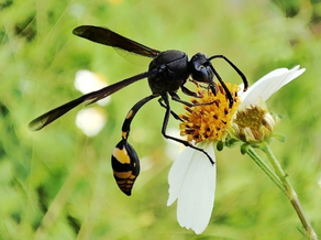 Yellow potter wasp