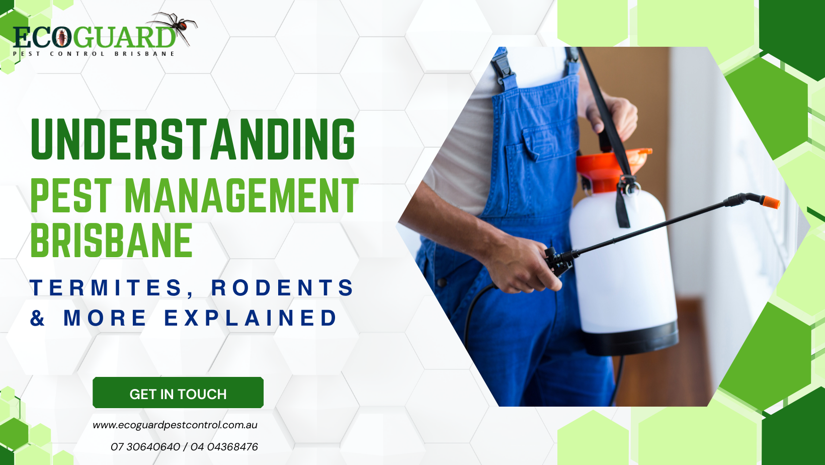 Understanding Pest Management Brisbane: Termites, Rodents & More Explained