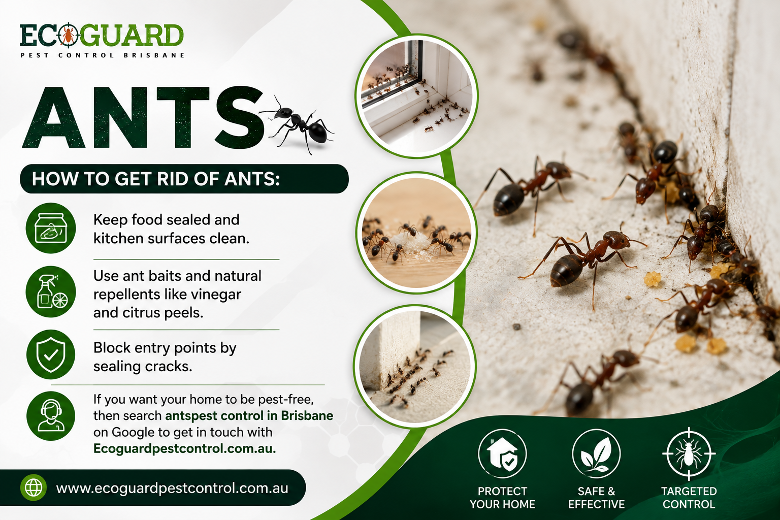 Ants