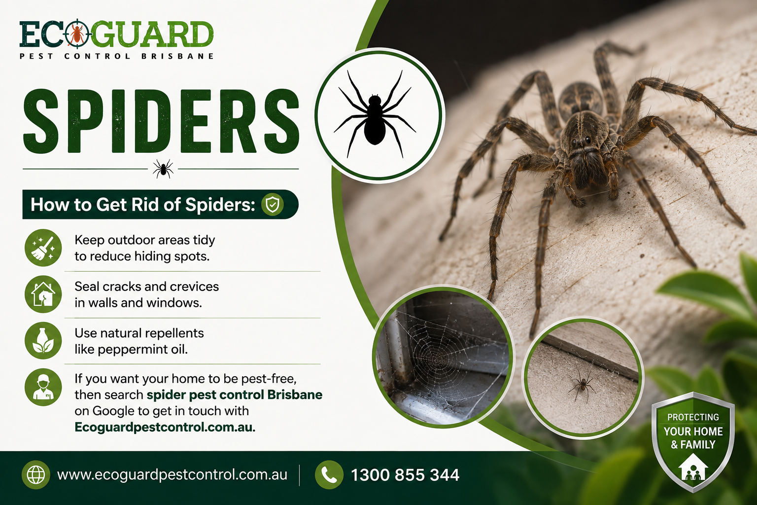 Spiders