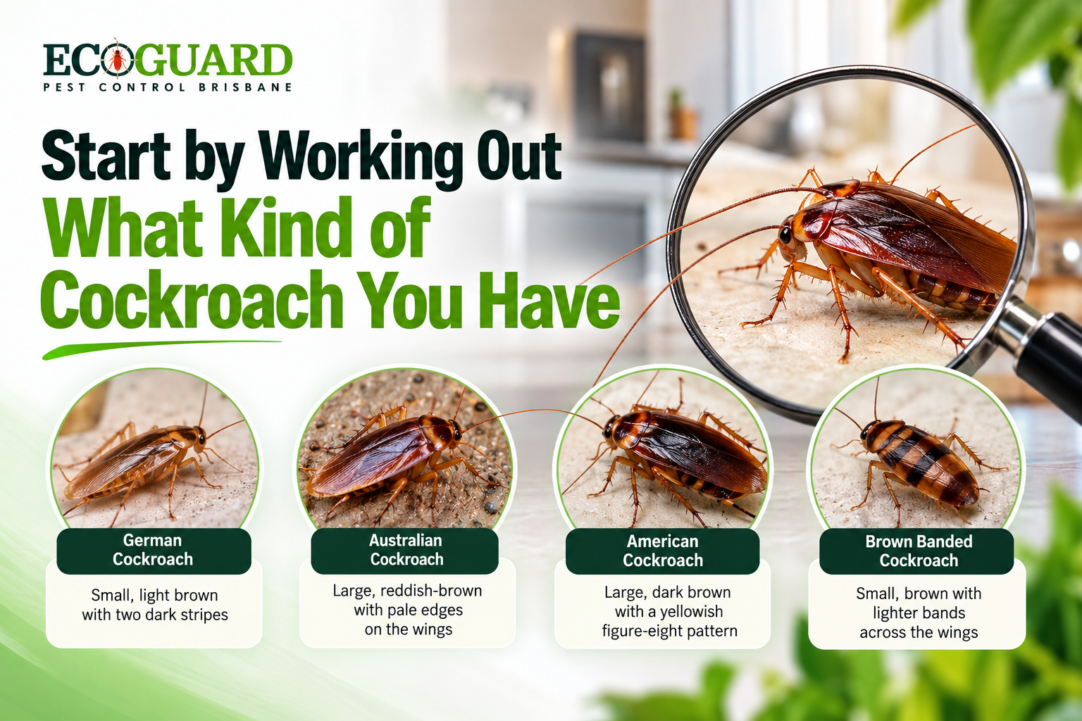 Start by Working Out What Kind of Cockroach You Have